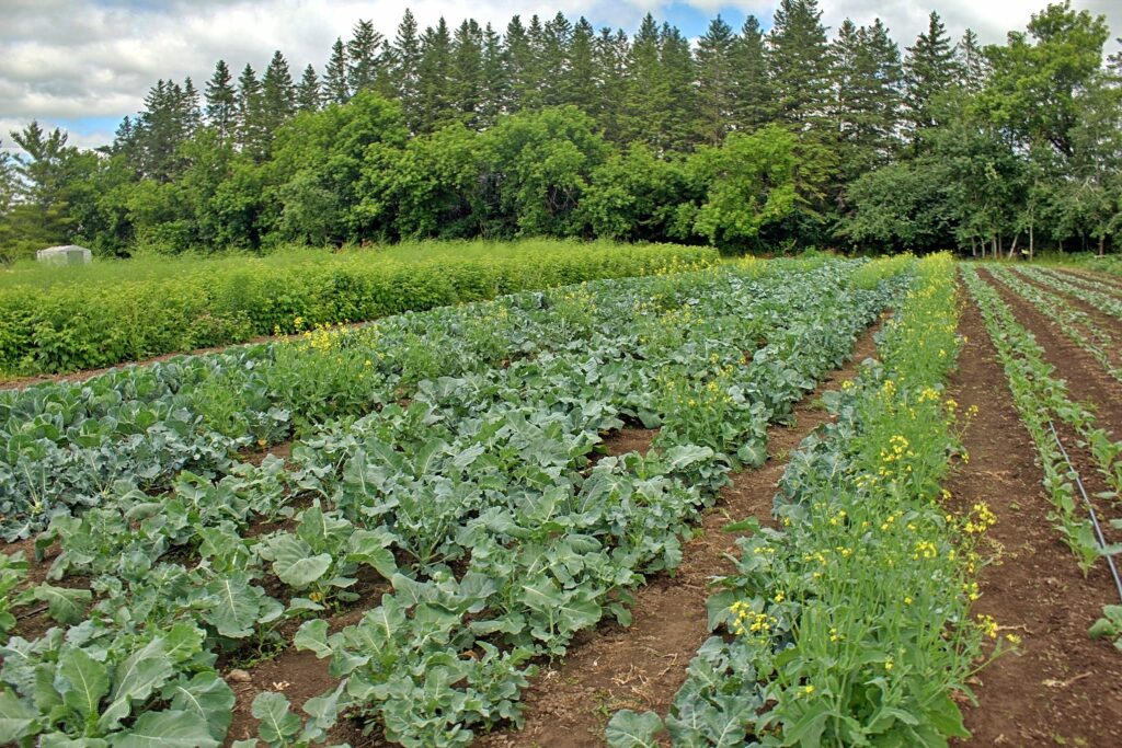 cauliflower rows