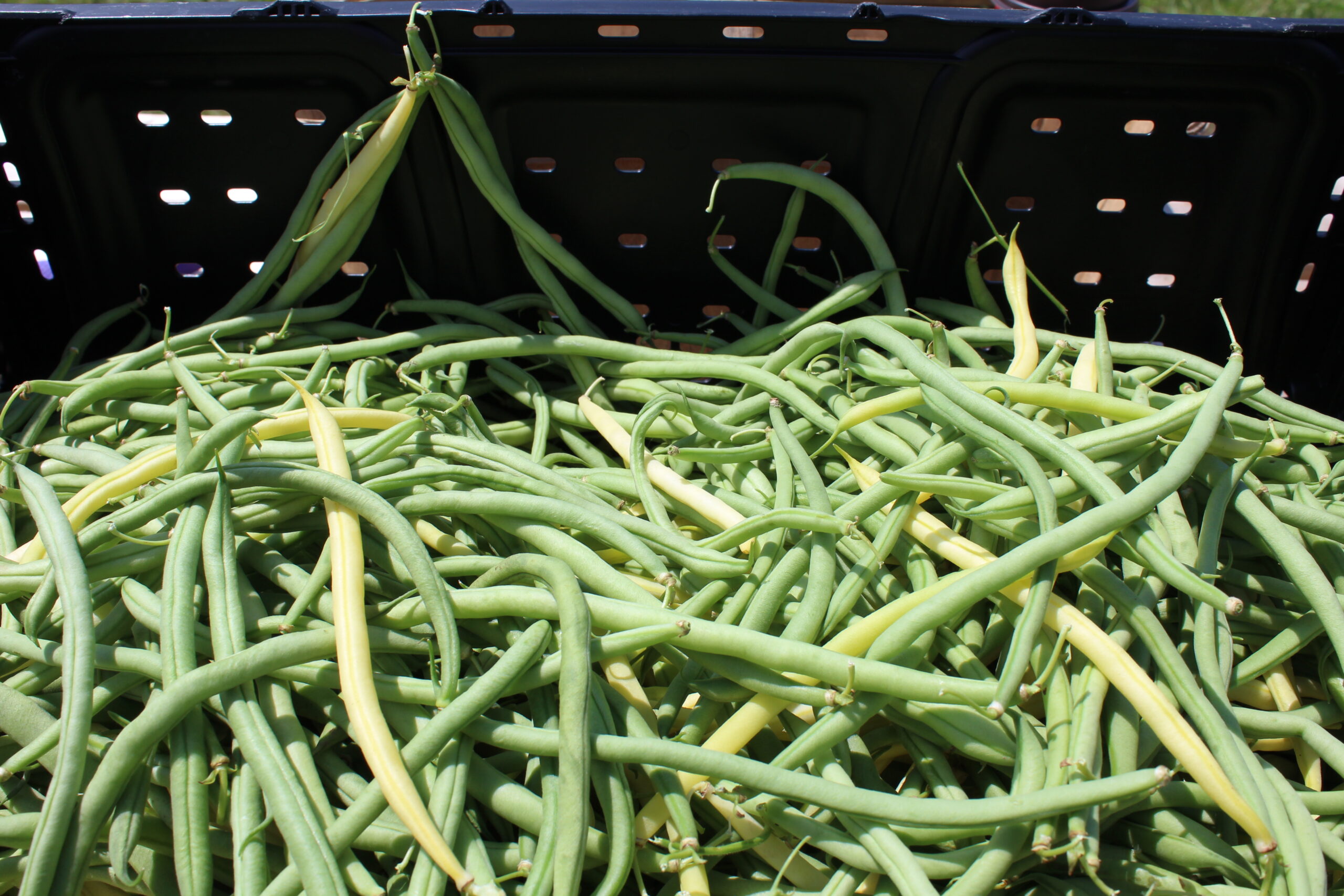 Blue Lake Pole Beans