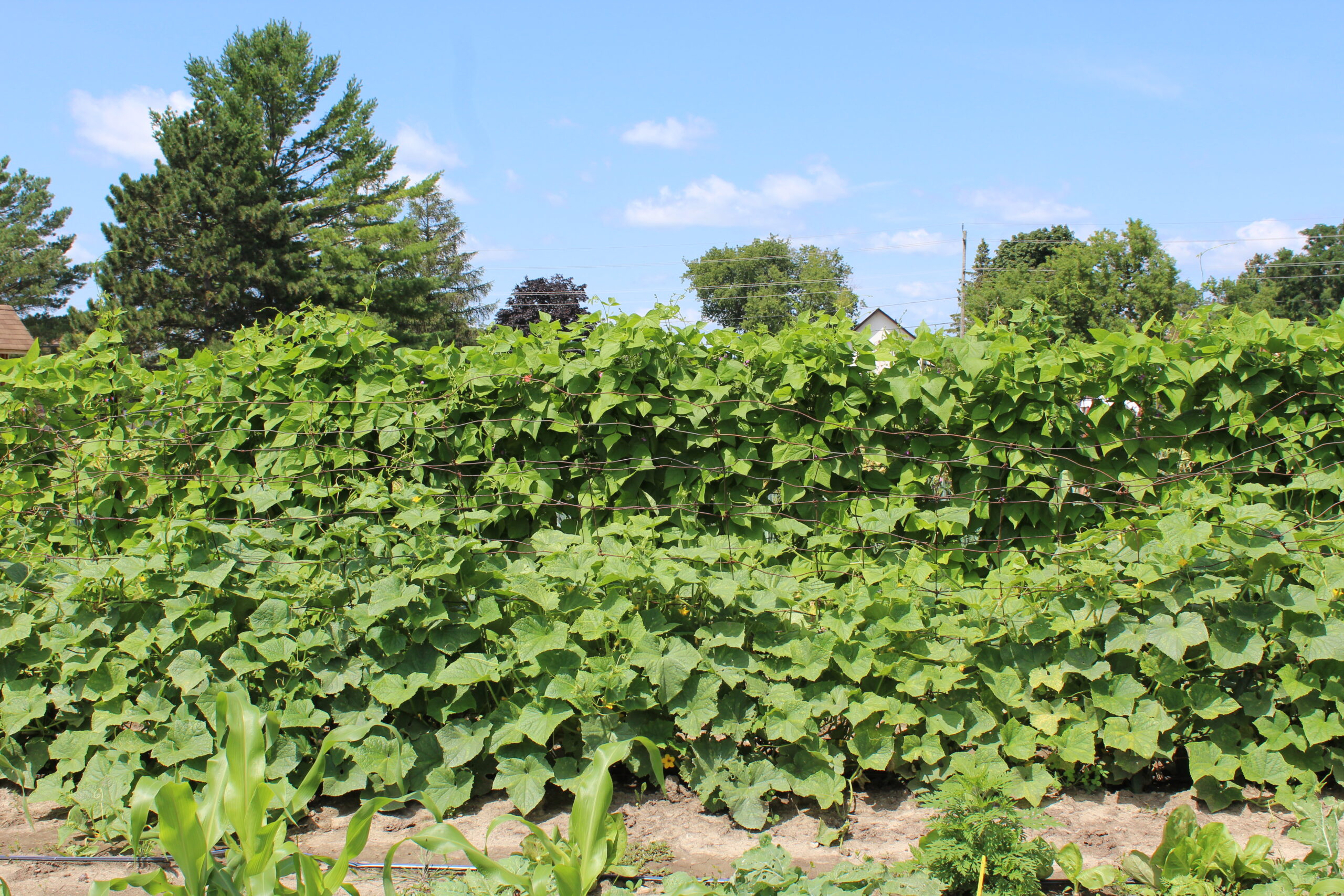 Blue Lake Pole Beans - Image 2